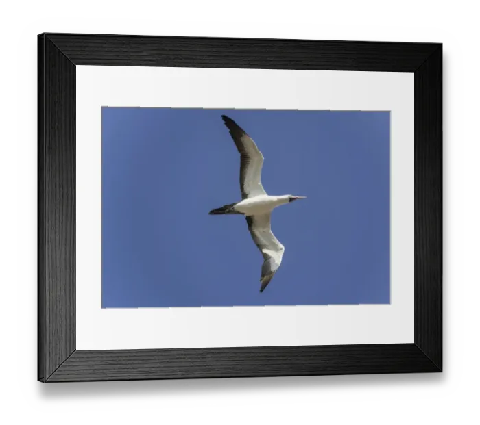 Framed Print : Nazca Booby -Sula granti- in flight, Isla Genovesa, Galapagos Islands Framed Print : Nazca Booby -Sula granti- in flight, Isla Genovesa, Galapagos Islands