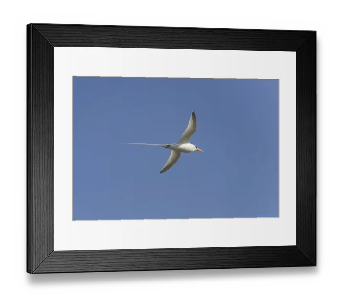Framed Print : Common Tern -Sterna hirundo- in flight with fish in its beak, Wagejot Nature Reserve, Texel, West Frisian Islands, province of North Holland, Netherlands Framed Print : Common Tern -Sterna hirundo- in flight with fish in its beak, Wagejot Nature Reserve, Texel, West Frisian Islands, province of North Holland, Netherlands
