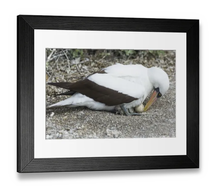 Framed Print : Nazca Booby -Sula granti- with an egg and a chick, Isla Genovesa, Galapagos Islands Framed Print : Nazca Booby -Sula granti- with an egg and a chick, Isla Genovesa, Galapagos Islands