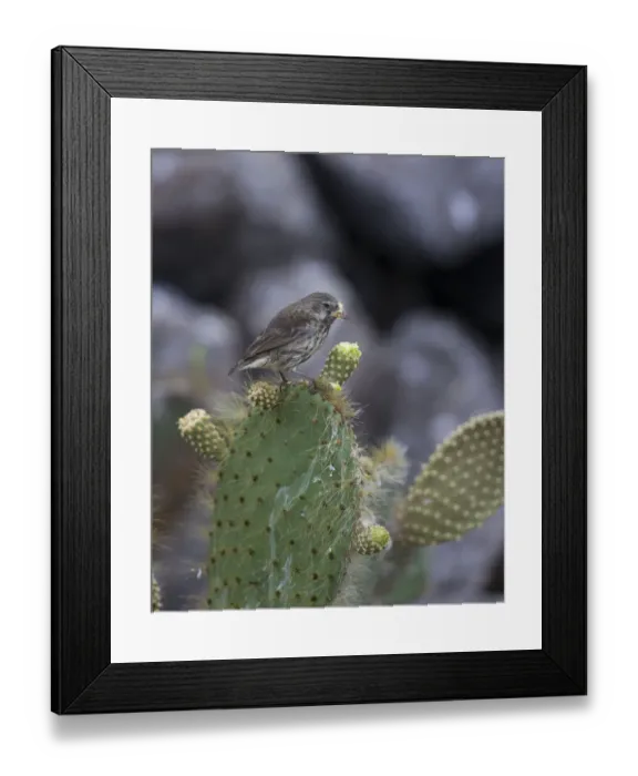 Framed Print : Common Cactus Finch or Small Cactus Finch -Geospiza scandens- feeding on a flower of an Opuntia, Isla Genovesa, Galapagos Islands Framed Print : Common Cactus Finch or Small Cactus Finch -Geospiza scandens- feeding on a flower of an Opuntia, Isla Genovesa, Galapagos Islands