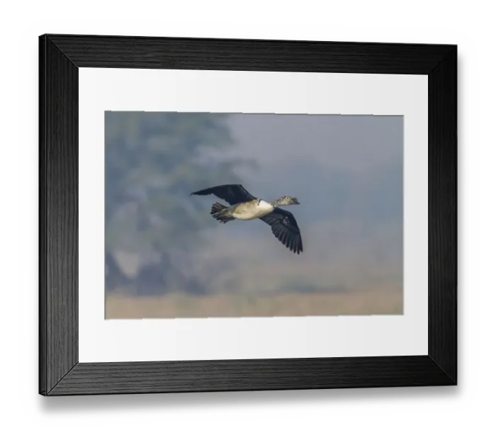 Framed Print : Knob-billed Duck -Sarkidiornis melanotos-, Keoladeo National Park, Rajasthan, India Framed Print : Knob-billed Duck -Sarkidiornis melanotos-, Keoladeo National Park, Rajasthan, India