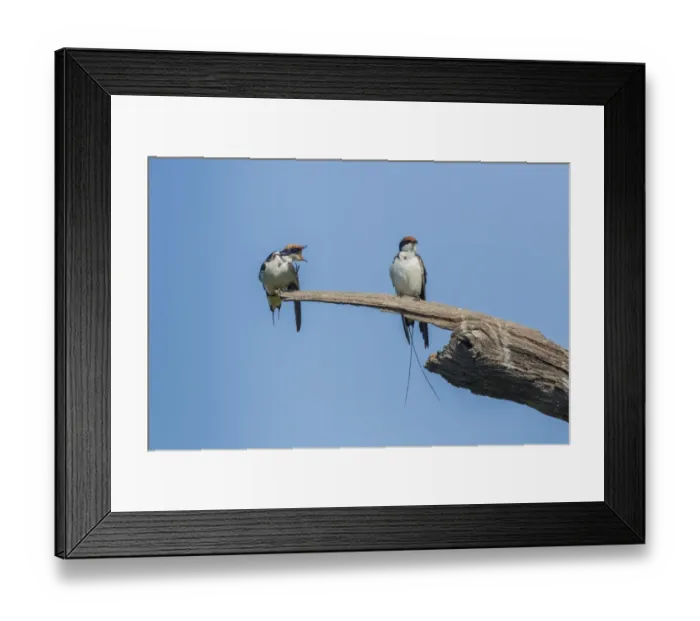 Framed Print : Wire-tailed Swallow -Hirundo smithii filifera-, Keoladeo National Park, Rajasthan, India Framed Print : Wire-tailed Swallow -Hirundo smithii filifera-, Keoladeo National Park, Rajasthan, India