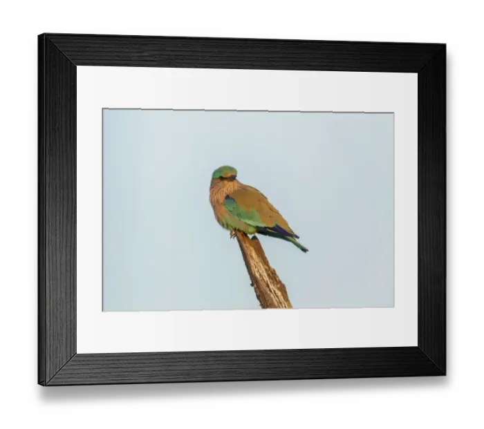 Framed Print : Indian Roller -Coracias benghalensis-, Keoladeo National Park, Rajasthan, India Framed Print : Indian Roller -Coracias benghalensis-, Keoladeo National Park, Rajasthan, India