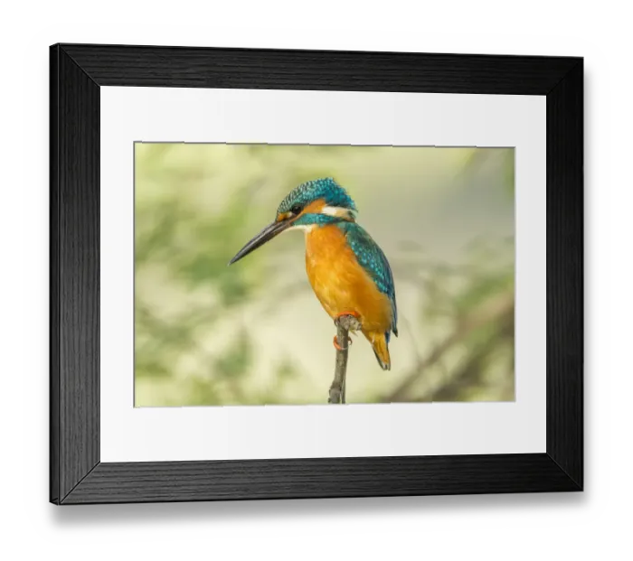 Framed Print : Kingfisher -Alcedo atthis-, Keoladeo National Park, Rajasthan, India Framed Print : Kingfisher -Alcedo atthis-, Keoladeo National Park, Rajasthan, India