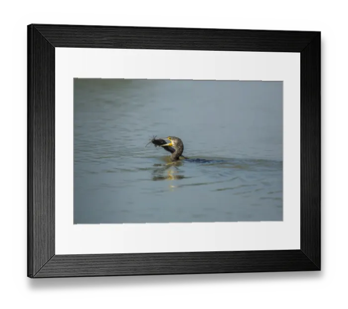 Framed Print : Great Cormorant -Phalacrocorax carbo-, Keoladeo National Park, Rajasthan, India Framed Print : Great Cormorant -Phalacrocorax carbo-, Keoladeo National Park, Rajasthan, India