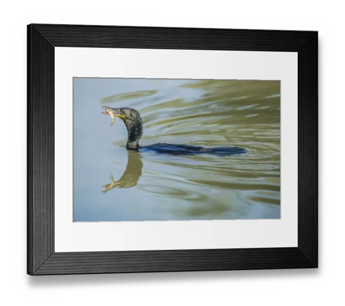 Framed Print : Great Cormorant -Phalacrocorax carbo-, Keoladeo National Park, Rajasthan, India Framed Print : Great Cormorant -Phalacrocorax carbo-, Keoladeo National Park, Rajasthan, India
