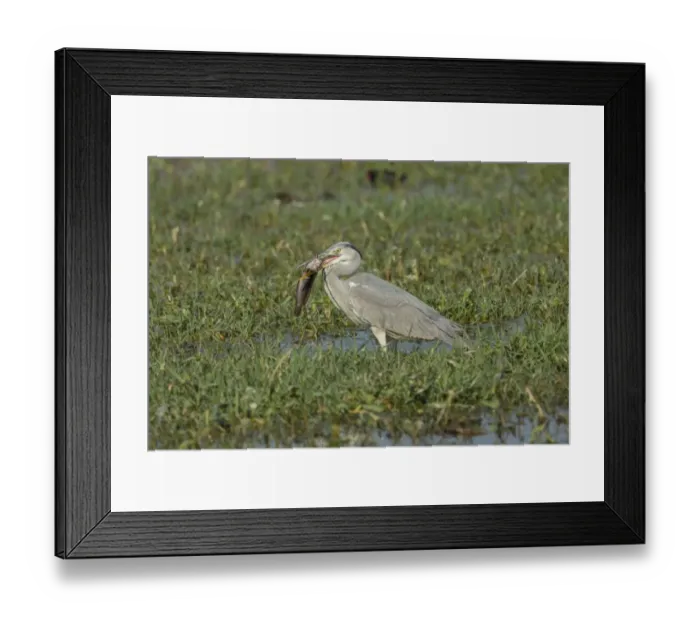 Framed Print : Grey Heron -Ardea cinerea-, Keoladeo National Park, Rajasthan, India Framed Print : Grey Heron -Ardea cinerea-, Keoladeo National Park, Rajasthan, India