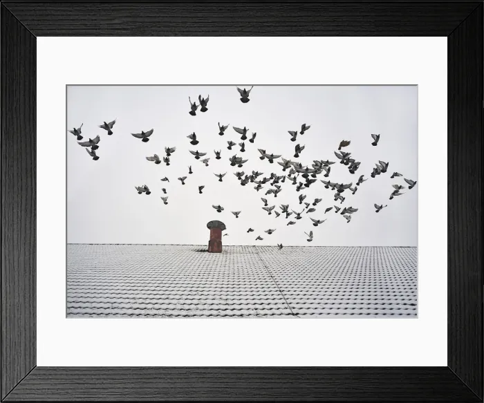 Framed Print : Pigeons taking flight from the snow-covered roof of a barn, Eckenhaid, Eckental, Middle Franconia, Bavaria, Germany Framed Print : Pigeons taking flight from the snow-covered roof of a barn, Eckenhaid, Eckental, Middle Franconia, Bavaria, Germany