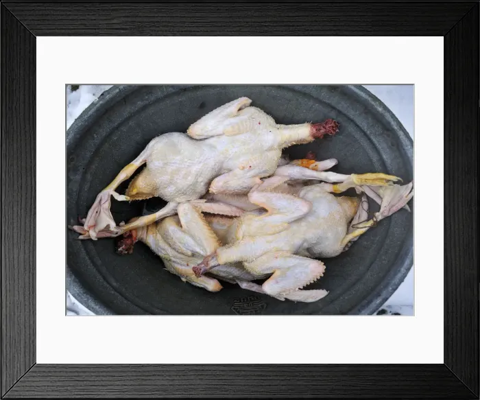 Framed Print : Slaughtered and plucked ducks lying in a tub, home slaughtering on a farm, Eckenhaid, Eckental, Middle Franconia, Bavaria, Germany Framed Print : Slaughtered and plucked ducks lying in a tub, home slaughtering on a farm, Eckenhaid, Eckental, Middle Franconia, Bavaria, Germany