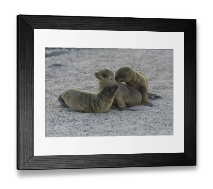 Framed Print : Young Galapagos Sea Lions -Zalophus wollebaeki-, pups, Seymour Norte Island, Galapagos Islands, Ecuador Framed Print : Young Galapagos Sea Lions -Zalophus wollebaeki-, pups, Seymour Norte Island, Galapagos Islands, Ecuador