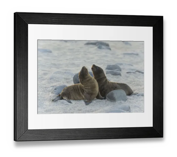Framed Print : Young Galapagos Sea Lions -Zalophus wollebaeki-, pups, Seymour Norte Island, Galapagos Islands, Ecuador Framed Print : Young Galapagos Sea Lions -Zalophus wollebaeki-, pups, Seymour Norte Island, Galapagos Islands, Ecuador