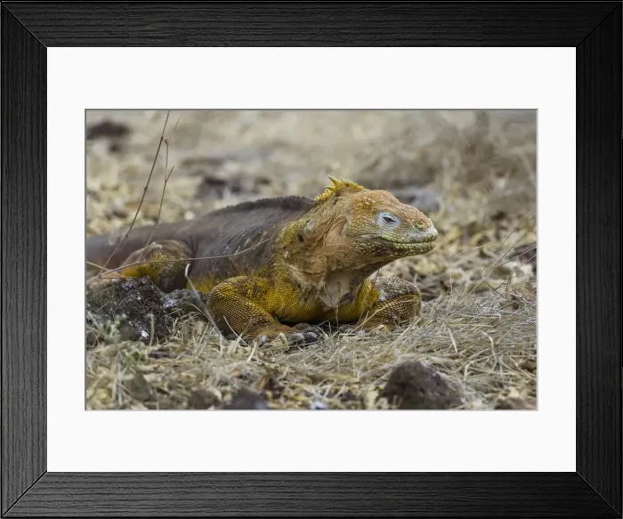 Framed Print : Galapagos Land Iguana -Conolophus subcristatus-, Seymour Norte, Galapagos Islands, Ecuador Framed Print : Galapagos Land Iguana -Conolophus subcristatus-, Seymour Norte, Galapagos Islands, Ecuador