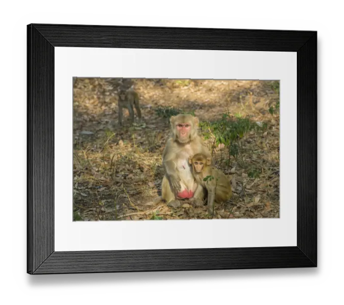 Framed Print : Rhesus macaque -Macaca mulatta- with young, Rajasthan, India Framed Print : Rhesus macaque -Macaca mulatta- with young, Rajasthan, India