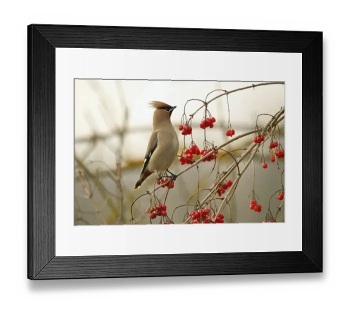 Framed Print : Bohemian waxwing -Bombycilla garrulus-, Allgau, Bavaria, Germany