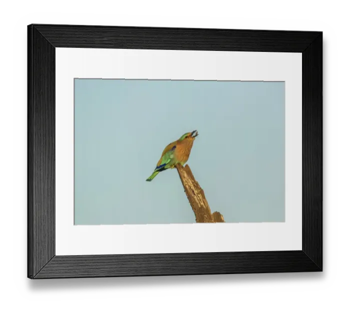 Framed Print : Indian Roller -Coracias benghalensis-, Keoladeo National Park, Rajasthan, India Framed Print : Indian Roller -Coracias benghalensis-, Keoladeo National Park, Rajasthan, India