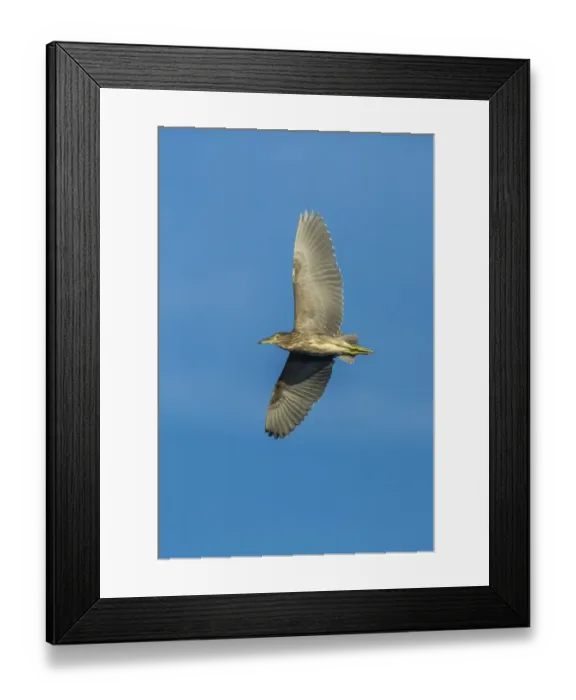 Framed Print : Black-crowned Night Heron -Nycticorax nycticorax-, Keoladeo National Park, Rajasthan, India Framed Print : Black-crowned Night Heron -Nycticorax nycticorax-, Keoladeo National Park, Rajasthan, India