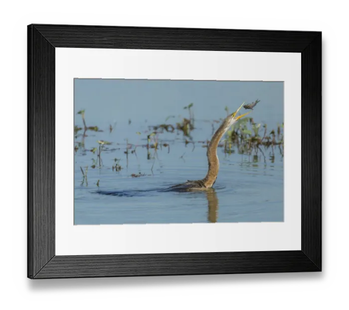 Framed Print : Oriental Darter -Anhinga melanogaster-, Keoladeo National Park, Rajasthan, India Framed Print : Oriental Darter -Anhinga melanogaster-, Keoladeo National Park, Rajasthan, India