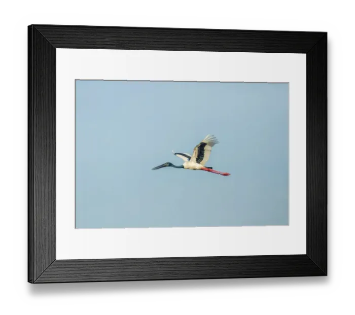 Framed Print : Black-necked Stork -Ephippiorhynchus asiaticus-, Keoladeo National Park, Rajasthan, India Framed Print : Black-necked Stork -Ephippiorhynchus asiaticus-, Keoladeo National Park, Rajasthan, India