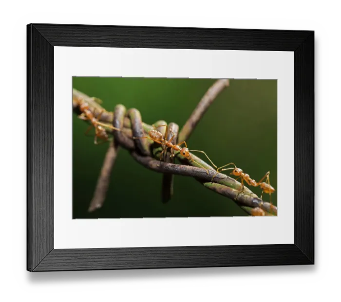 Framed Print : Asian Weaver Ants -Oecophylla smaragdina- on barbed wire Framed Print : Asian Weaver Ants -Oecophylla smaragdina- on barbed wire