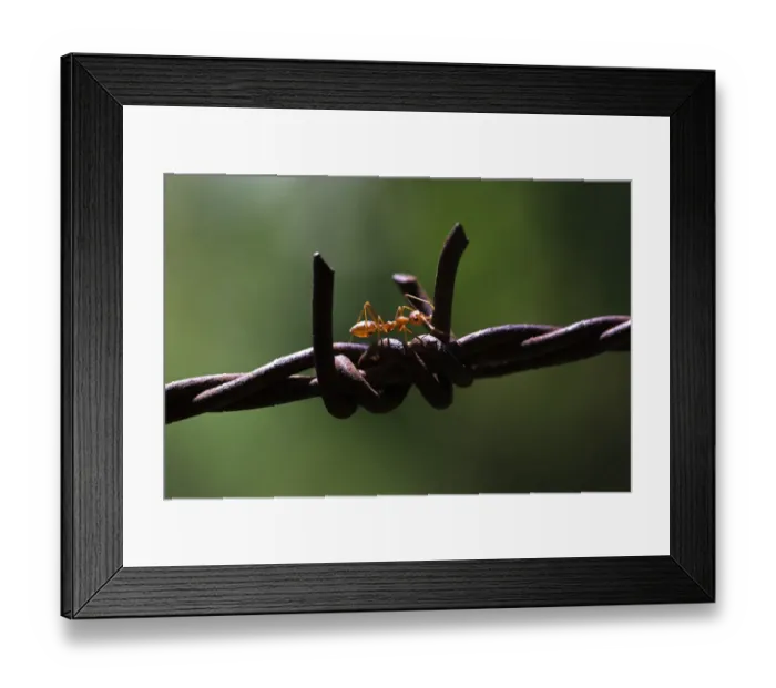 Framed Print : Asian Weaver Ant -Oecophylla smaragdina- on barbed wire Framed Print : Asian Weaver Ant -Oecophylla smaragdina- on barbed wire