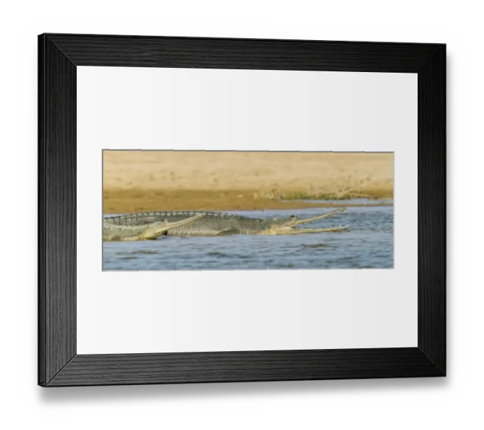 Framed Print : Gharial -Gavialis gangeticus-, Chambal River, Rajasthan, India Framed Print : Gharial -Gavialis gangeticus-, Chambal River, Rajasthan, India