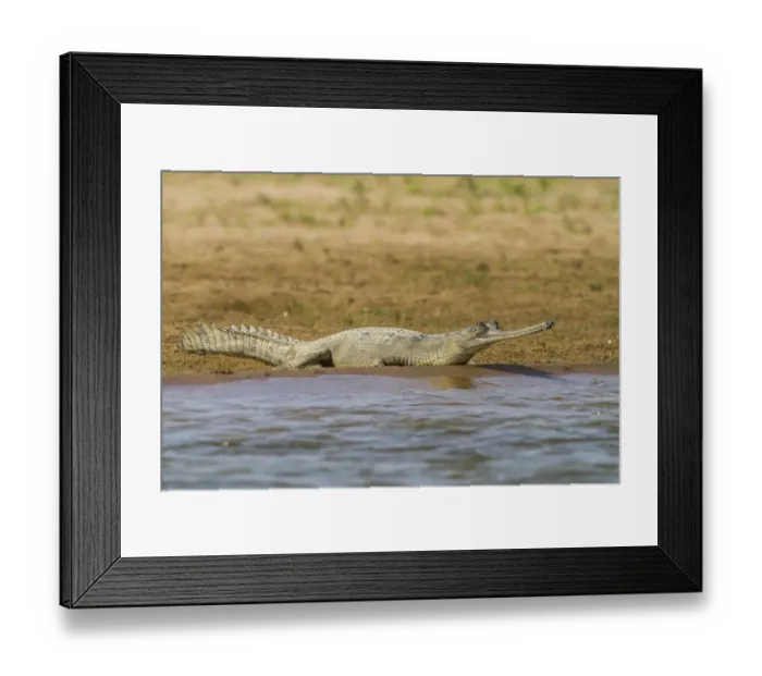 Framed Print : Gharial -Gavialis gangeticus-, Chambal River, Rajasthan, India Framed Print : Gharial -Gavialis gangeticus-, Chambal River, Rajasthan, India