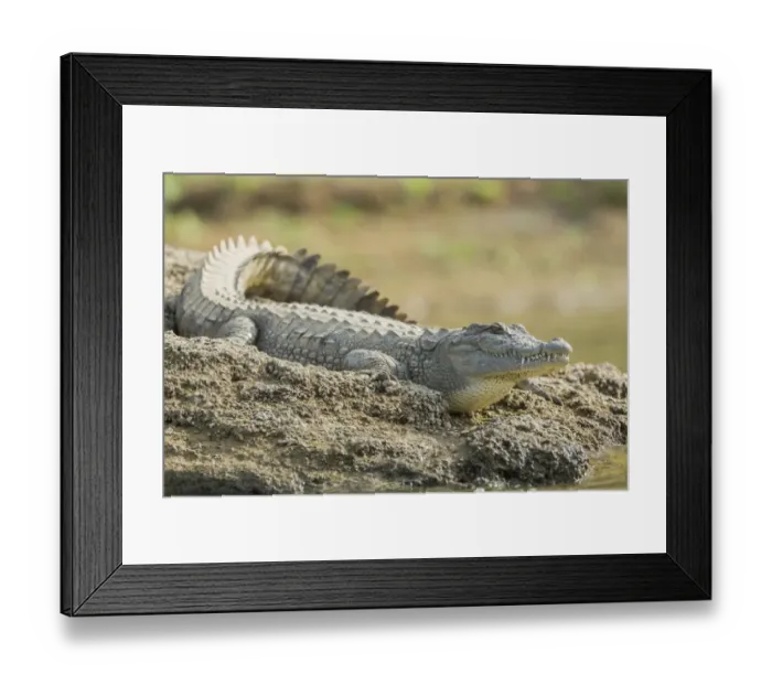 Framed Print : Mugger crocodile -Crocodylus palustris-, Chambal River, Rajasthan, India Framed Print : Mugger crocodile -Crocodylus palustris-, Chambal River, Rajasthan, India
