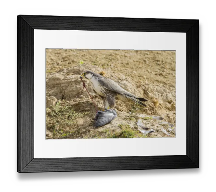 Framed Print : Lanner Falcon -Falco biarmicus-, Chambal River, Rajasthan, India Framed Print : Lanner Falcon -Falco biarmicus-, Chambal River, Rajasthan, India