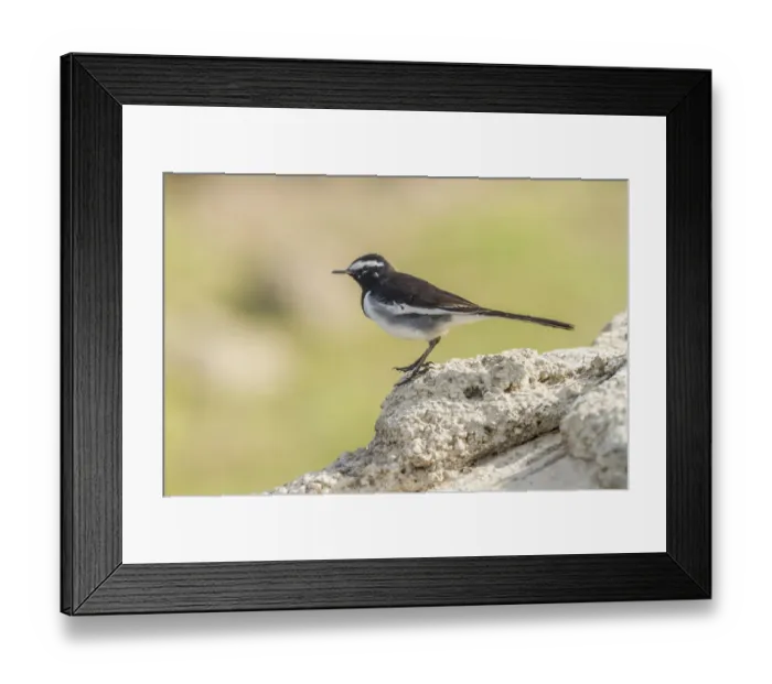 Framed Print : White-browed Wagtail -Motacilla maderaspatensis-, Chambal River, Rajasthan, India