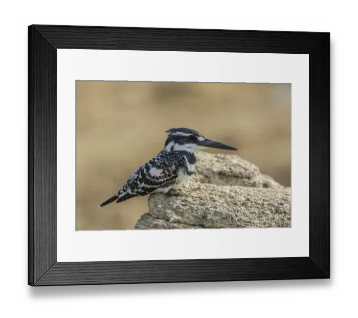 Framed Print : Pied Kingfisher -Ceryle rudis-, Chambal River, Rajasthan, India