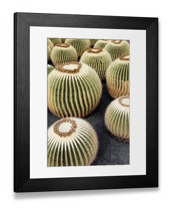 Framed Print : Golden Barrel Cactus, Golden Ball Cactus or Mother-in-Laws Cushion -Echinocactus grusonii-, several cacti Framed Print : Golden Barrel Cactus, Golden Ball Cactus or Mother-in-Laws Cushion -Echinocactus grusonii-, several cacti