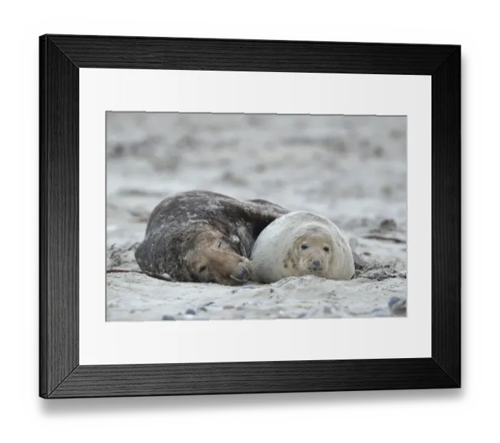 Framed Print : Grey seals -Halichoerus grypus- on the beach, mating, Dune island, Helgoland, Schleswig-Holstein, Germany Framed Print : Grey seals -Halichoerus grypus- on the beach, mating, Dune island, Helgoland, Schleswig-Holstein, Germany