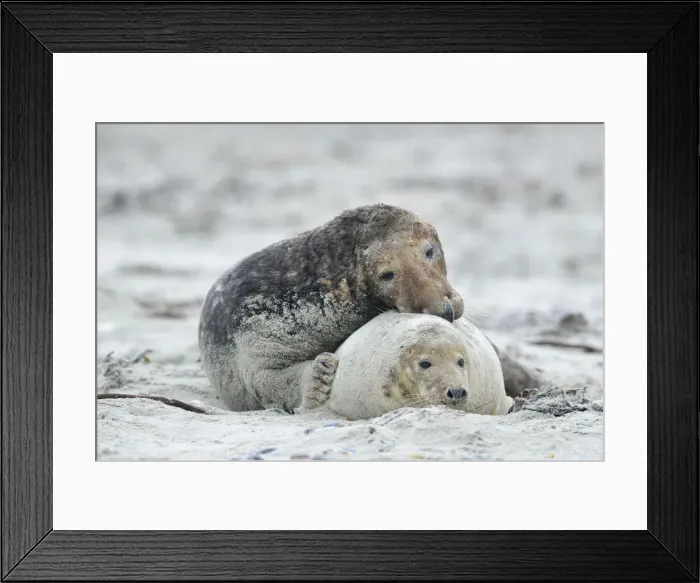 Framed Print : Grey seals -Halichoerus grypus- on the beach, mating, Dune island, Helgoland, Schleswig-Holstein, Germany Framed Print : Grey seals -Halichoerus grypus- on the beach, mating, Dune island, Helgoland, Schleswig-Holstein, Germany