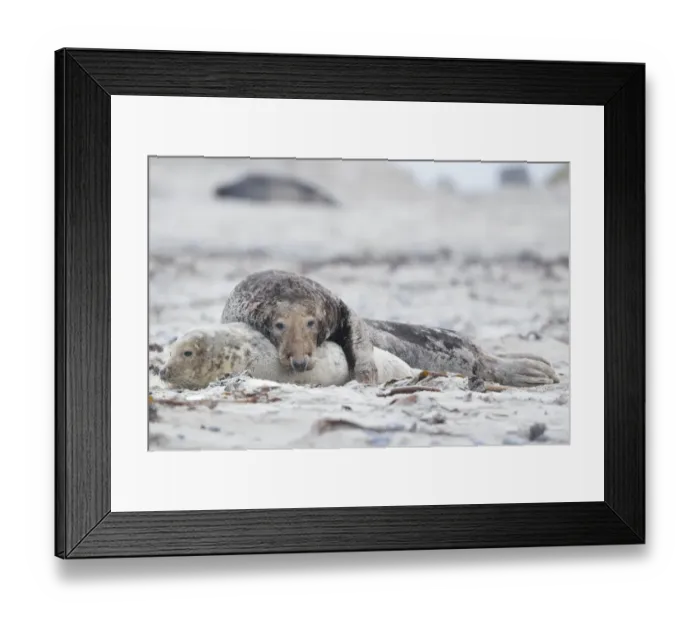 Framed Print : Grey seals -Halichoerus grypus- on the beach, mating, Dune island, Helgoland, Schleswig-Holstein, Germany Framed Print : Grey seals -Halichoerus grypus- on the beach, mating, Dune island, Helgoland, Schleswig-Holstein, Germany