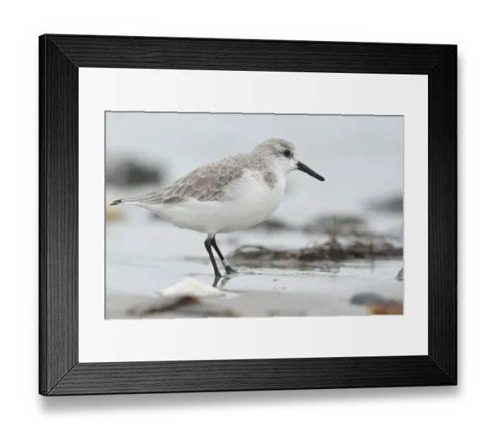 Framed Print : Sanderling -Calidris alba- on a beach in search of food, Dune island, Helgoland, Schleswig-Holstein, Germany Framed Print : Sanderling -Calidris alba- on a beach in search of food, Dune island, Helgoland, Schleswig-Holstein, Germany