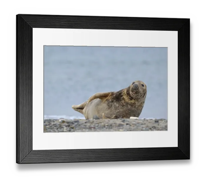 Framed Print : Grey Seal -Halichoerus grypus- on the beach, Dune island, Helgoland, Schleswig-Holstein, Germany Framed Print : Grey Seal -Halichoerus grypus- on the beach, Dune island, Helgoland, Schleswig-Holstein, Germany