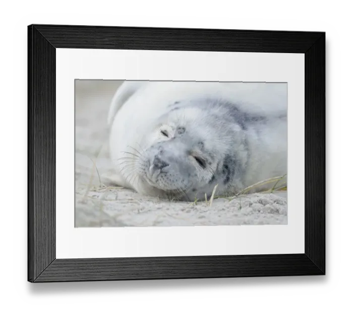 Framed Print : Young Grey Seal -Halichoerus grypus- pup, on the beach, Dune island, Helgoland, Schleswig-Holstein, Germany Framed Print : Young Grey Seal -Halichoerus grypus- pup, on the beach, Dune island, Helgoland, Schleswig-Holstein, Germany