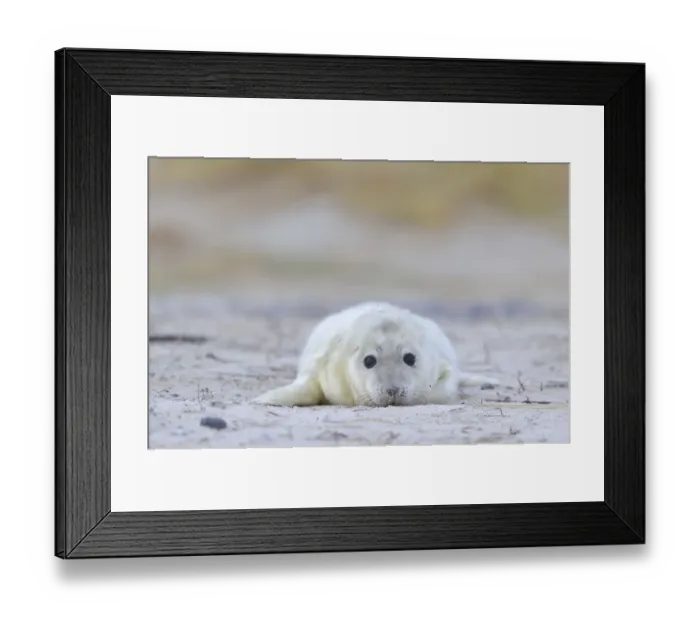 Framed Print : Young Grey Seal -Halichoerus grypus- pup, on the beach, Dune island, Helgoland, Schleswig-Holstein, Germany Framed Print : Young Grey Seal -Halichoerus grypus- pup, on the beach, Dune island, Helgoland, Schleswig-Holstein, Germany