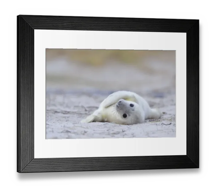 Framed Print : Young Grey Seal -Halichoerus grypus- pup, on the beach, Dune island, Helgoland, Schleswig-Holstein, Germany Framed Print : Young Grey Seal -Halichoerus grypus- pup, on the beach, Dune island, Helgoland, Schleswig-Holstein, Germany