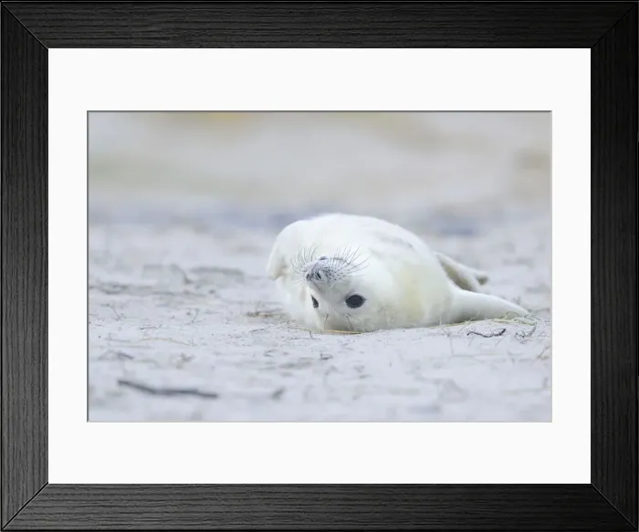 Framed Print : Young Grey Seal -Halichoerus grypus- pup, on the beach, Dune island, Helgoland, Schleswig-Holstein, Germany Framed Print : Young Grey Seal -Halichoerus grypus- pup, on the beach, Dune island, Helgoland, Schleswig-Holstein, Germany