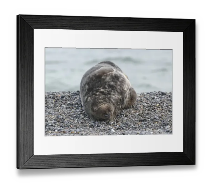 Framed Print : Grey Seal -Halichoerus grypus-, on the beach, Dune island, Helgoland, Schleswig-Holstein, Germany Framed Print : Grey Seal -Halichoerus grypus-, on the beach, Dune island, Helgoland, Schleswig-Holstein, Germany
