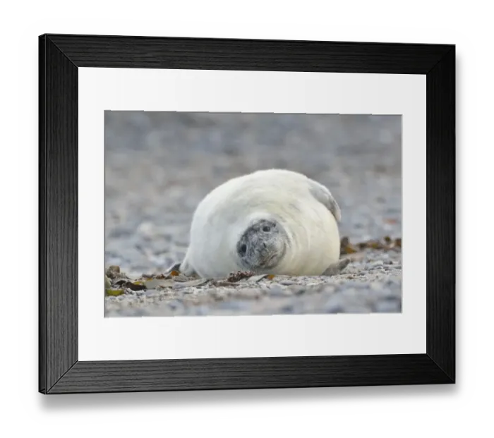 Framed Print : Young Grey Seal -Halichoerus grypus- pup, on the beach, Dune island, Helgoland, Schleswig-Holstein, Germany
