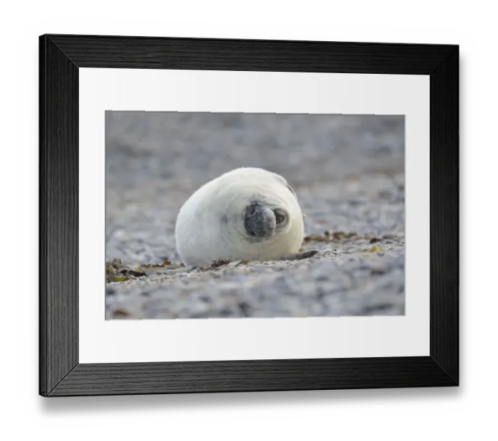 Framed Print : Young Grey Seal -Halichoerus grypus- pup, on the beach, Dune island, Helgoland, Schleswig-Holstein, Germany Framed Print : Young Grey Seal -Halichoerus grypus- pup, on the beach, Dune island, Helgoland, Schleswig-Holstein, Germany