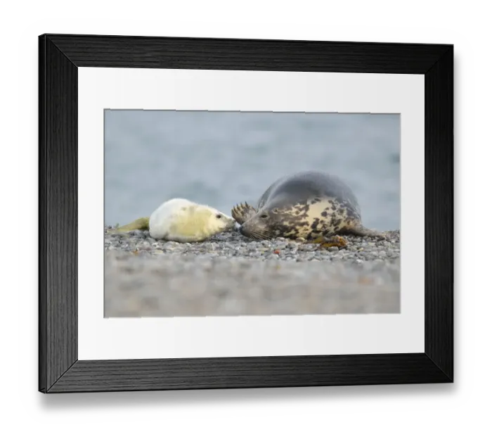Framed Print : Grey Seal -Halichoerus grypus- female with pup, on the beach, Dune island, Helgoland, Schleswig-Holstein, Germany Framed Print : Grey Seal -Halichoerus grypus- female with pup, on the beach, Dune island, Helgoland, Schleswig-Holstein, Germany