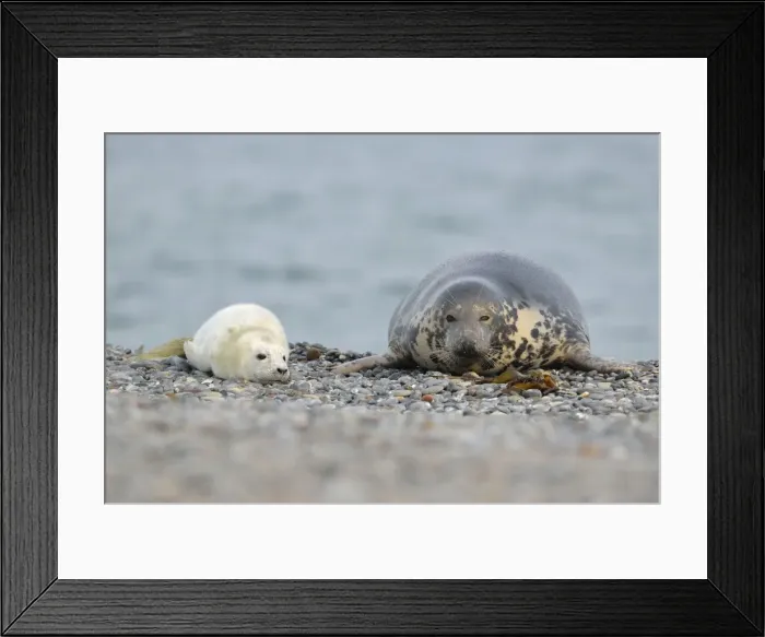 Framed Print : Grey Seal -Halichoerus grypus- female with pup, on the beach, Dune island, Helgoland, Schleswig-Holstein, Germany Framed Print : Grey Seal -Halichoerus grypus- female with pup, on the beach, Dune island, Helgoland, Schleswig-Holstein, Germany