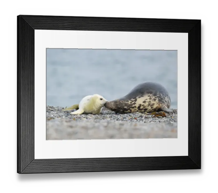 Framed Print : Grey Seal -Halichoerus grypus- female with pup, on the beach, Dune island, Helgoland, Schleswig-Holstein, Germany Framed Print : Grey Seal -Halichoerus grypus- female with pup, on the beach, Dune island, Helgoland, Schleswig-Holstein, Germany