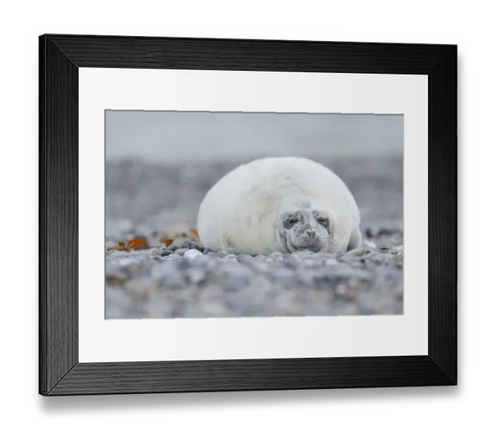 Framed Print : Young Grey Seal -Halichoerus grypus- pup, on the beach, Dune island, Helgoland, Schleswig-Holstein, Germany Framed Print : Young Grey Seal -Halichoerus grypus- pup, on the beach, Dune island, Helgoland, Schleswig-Holstein, Germany