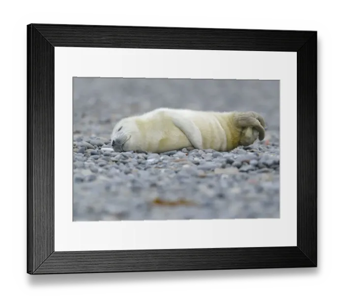 Framed Print : Young Grey Seal -Halichoerus grypus- pup, on the beach, Dune island, Helgoland, Schleswig-Holstein, Germany Framed Print : Young Grey Seal -Halichoerus grypus- pup, on the beach, Dune island, Helgoland, Schleswig-Holstein, Germany