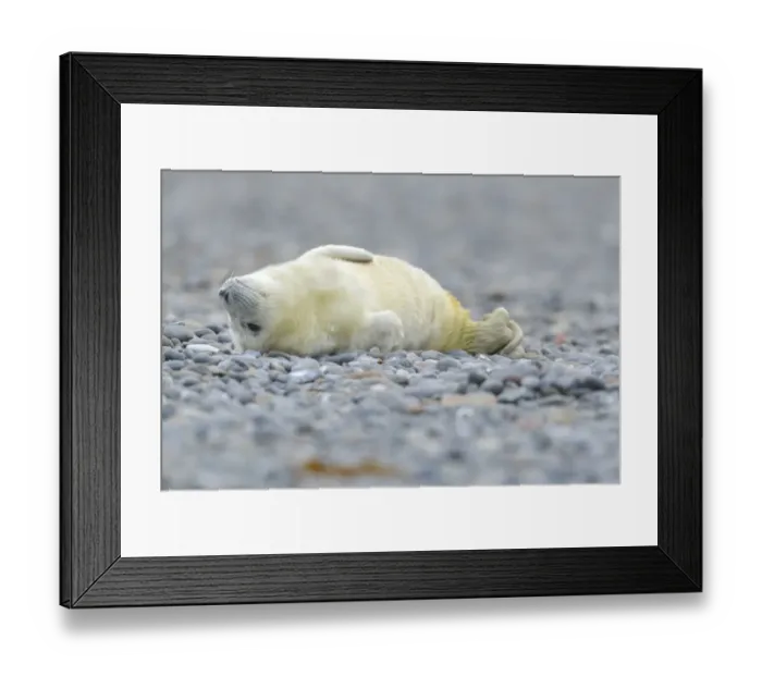 Framed Print : Young Grey Seal -Halichoerus grypus- pup, on the beach, Dune island, Helgoland, Schleswig-Holstein, Germany Framed Print : Young Grey Seal -Halichoerus grypus- pup, on the beach, Dune island, Helgoland, Schleswig-Holstein, Germany
