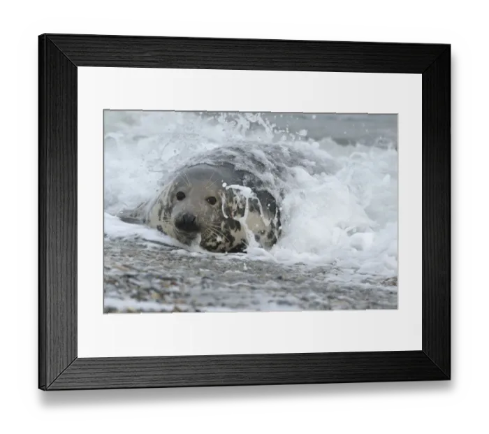 Framed Print : Grey Seal -Halichoerus grypus- in the surf at the beach, Dune island, Helgoland, Schleswig-Holstein, Germany Framed Print : Grey Seal -Halichoerus grypus- in the surf at the beach, Dune island, Helgoland, Schleswig-Holstein, Germany